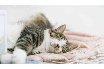 仏教でネコの扱いは良い？悪い？