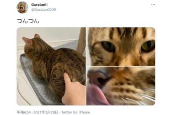 猫撮影あるある 振り向きカットが撮りたくて…→つんつんした結果