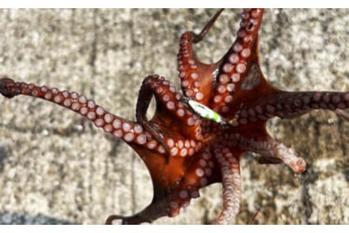 垂水漁港のライトルアー釣りで想定外のタコ登場【兵庫】マイクロメタルジグにヒット