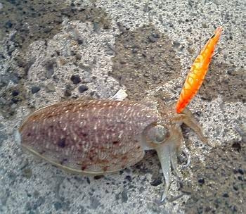 イカの釣り方特集！種類別に時期やコツなど、初心者向けまとめ！