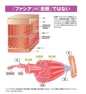 新事実「筋膜リリース」は誤訳だった!?実際にリリースしなければいけないのはー