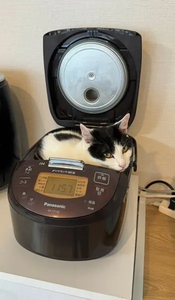 猫が炊飯器にシンデレラフィット！猫鍋ならぬ猫炊飯器に2万いいね