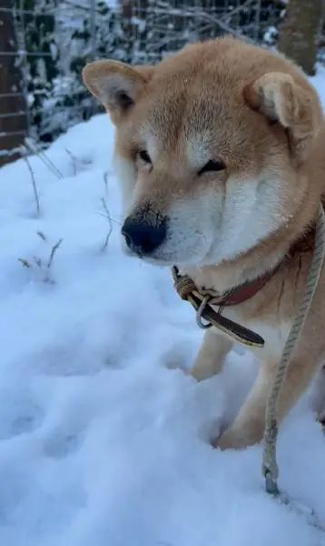 雪で犬は喜ばない　顔をすぼめて震える柴犬が抱きしめたくなるかわいさ