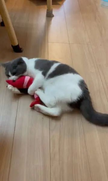 「邪魔しないでよ！」ぬいぐるみを蹴って遊ぶ弟猫とちょっかいをだす兄猫