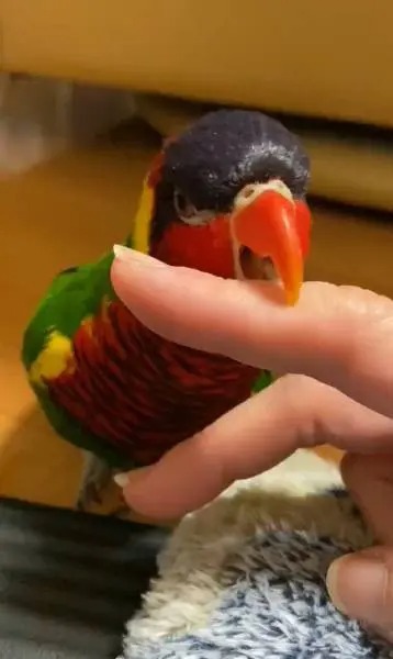 撫でてほしいアピールのインコさん　甘える表情がたまらないかわいさ