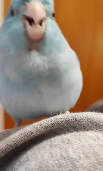 顔面近くで体をくねくね　インコのノリノリな求愛ダンス