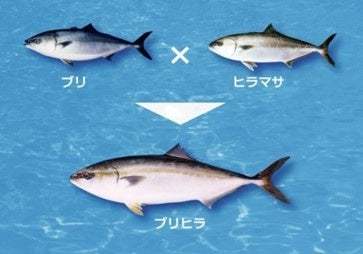 環境に優しく、とびきり美味しい！近大生まれ「ブリヒラ®」と「アセロラ真鯛®」をアトムの回転寿司で期間限定販売！