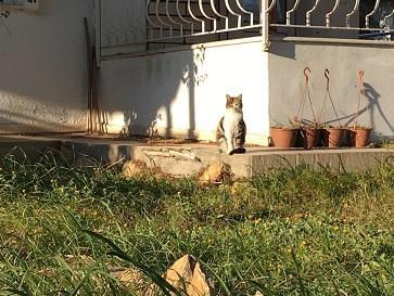 トルコはとにかく猫がたくさん！10日間の周遊で100匹以上撮影できました！