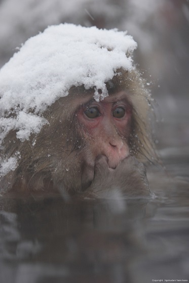 長野・地獄谷野猿公苑（海外でも人気のsnow monkey）snow monkey）