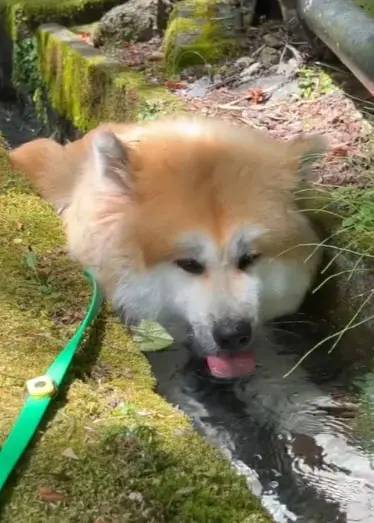 「冷やし犬」爆誕！自らせき止めた水を飲む秋田犬がかわいすぎる