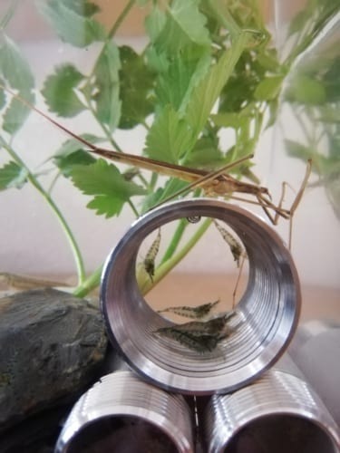 ミズカマキリ、その名や姿とは違ってカマキリの仲間ではない?!あのくさ〜い昆虫の仲間なんです!!