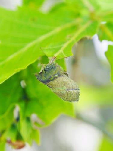 母親がゆりかごを作る優しい昆虫「オトシブミ」とはどんな生き物？