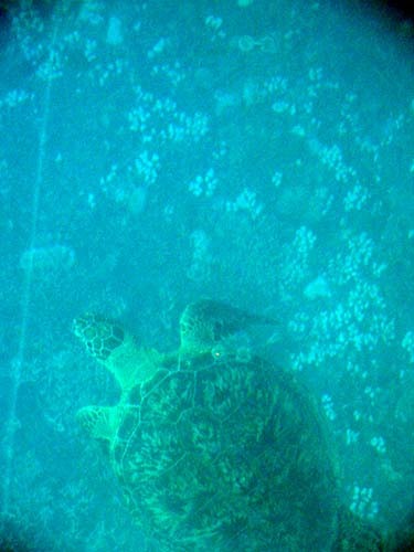 ゆったり時間を楽しむ、沖縄離島の旅