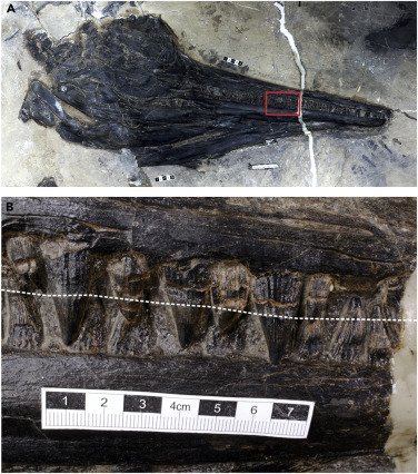 全長5メートルの古代魚竜のお腹に「丸呑みされた4メートルのトカゲ」を発見！
