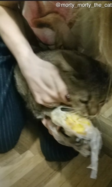 冷蔵庫を開けた一瞬の隙をつく小さなギャングの犯行に驚愕!ヤツが盗んだものとは・・・