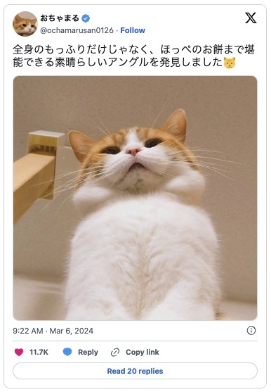 愛猫のベストアングルを発見！あまりの可愛さに「ありがとう」と感謝