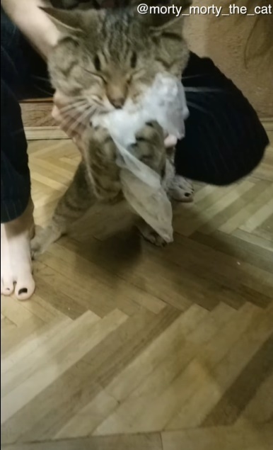 冷蔵庫を開けた一瞬の隙をつく小さなギャングの犯行に驚愕!ヤツが盗んだものとは・・・