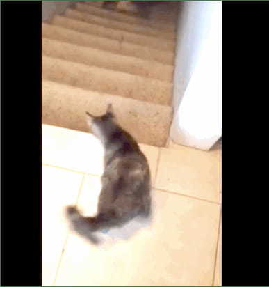 【ビックリ】生まれつき後ろ足のない猫の超絶階段下りが凄い！！