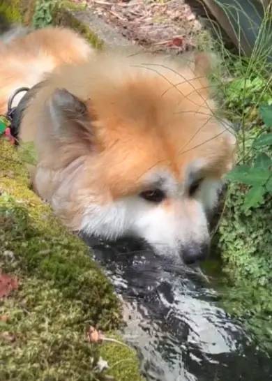 「冷やし犬」爆誕！自らせき止めた水を飲む秋田犬がかわいすぎる