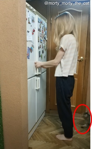 冷蔵庫を開けた一瞬の隙をつく小さなギャングの犯行に驚愕!ヤツが盗んだものとは・・・