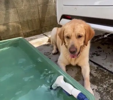 水に浸かりたくない犬　水の中で「お座り」と言ってみたら……