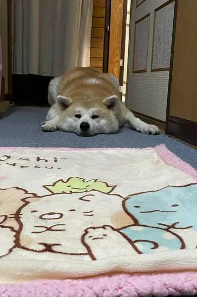 行かないで……物悲しそうな顔で飼い主をチラ見する秋田犬