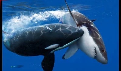 ホオジロザメが”恐怖”で1年間も縄張りから逃げ出す「海のギャング」がいると判明