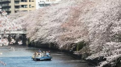 「目黒川お花見クルーズ2023」開催　3年ぶりに飲食の持ち込み復活