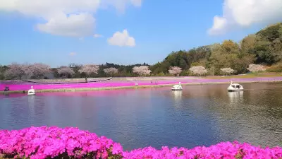 東京ドイツ村で「芝桜」が見頃、7万株の花畑が迎える