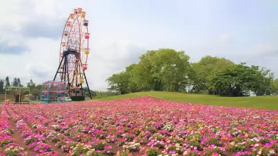 東京ドイツ村で「芝桜」が見頃、7万株の花畑が迎える