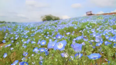 東京ドイツ村で「芝桜」が見頃、7万株の花畑が迎える