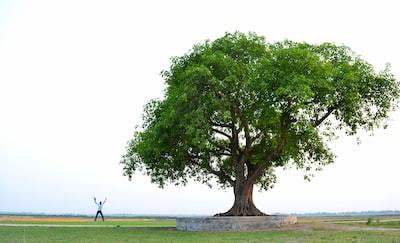 薪の種類は大きく分けて2種類！針葉樹・広葉樹それぞれの特徴を解説！