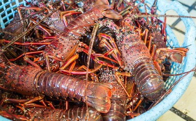 あの伊勢海老を釣りあげよう！仕掛け作りや場所など釣るためのコツを大公開！