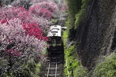 関東でおすすめの「お花見スポット」とは？普段と違う桜を楽しもう！