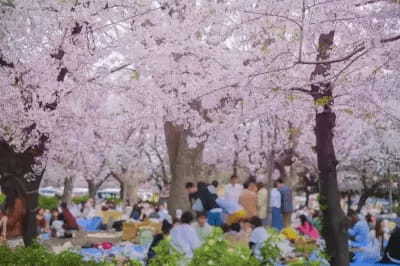 関東でおすすめの「お花見スポット」とは？普段と違う桜を楽しもう！