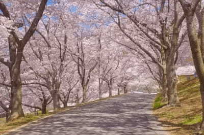 関東でおすすめの「お花見スポット」とは？普段と違う桜を楽しもう！