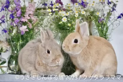 ほっこり癒される「うさぎ」の写真&グッズ展 東京で開催