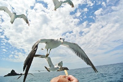 海の透明度がハンパない！笹川流れで遊覧船観光とグルメを楽しもう！