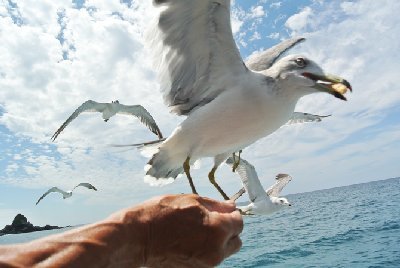 海の透明度がハンパない！笹川流れで遊覧船観光とグルメを楽しもう！