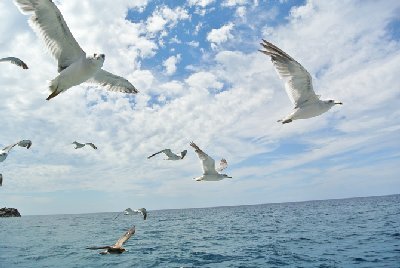海の透明度がハンパない！笹川流れで遊覧船観光とグルメを楽しもう！