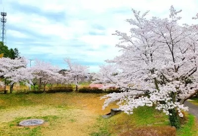 360度で桜が楽しめる「貸切お花見エリア」予約開始！ 400平方メートルの広場でBBQやグランピングも