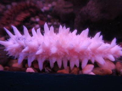 北海道　/　最北の稚内ノシャップ寒流水族館