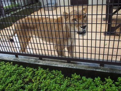 長野／小諸市動物園のペンギン餌付けが意外（？）に面白い！