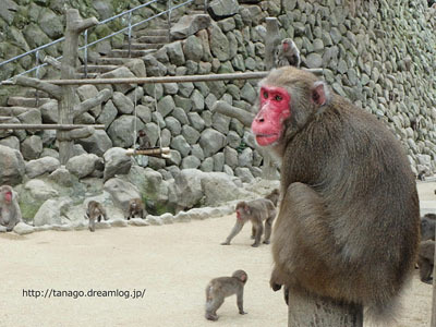 大分・高崎山自然動物園でサルの股くぐり