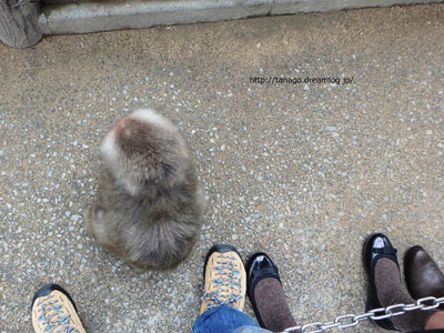 大分・高崎山自然動物園でサルの股くぐり