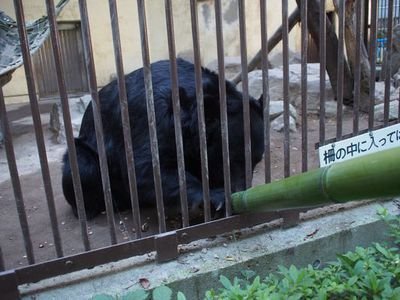 茶臼山動物園で餌やり体験！