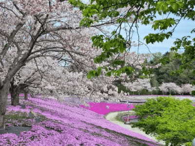 東京ドイツ村で「芝桜」が見頃、7万株の花畑が迎える