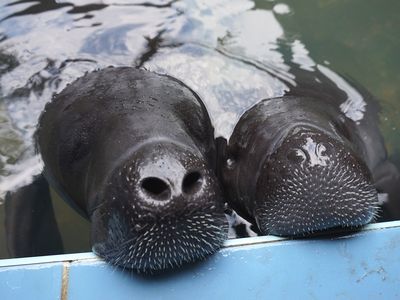 アマゾンマナティと直接触れ合えるペルー唯一の施設「アマゾン・レスキュー・センター」