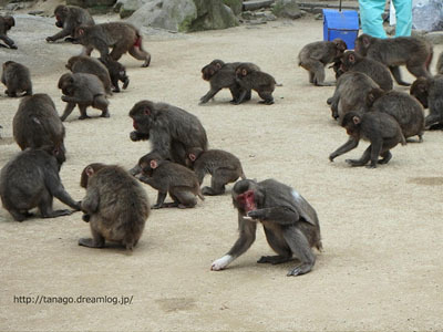 大分・高崎山自然動物園でサルの股くぐり