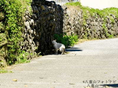 伊計島の集落とニライカナイ橋